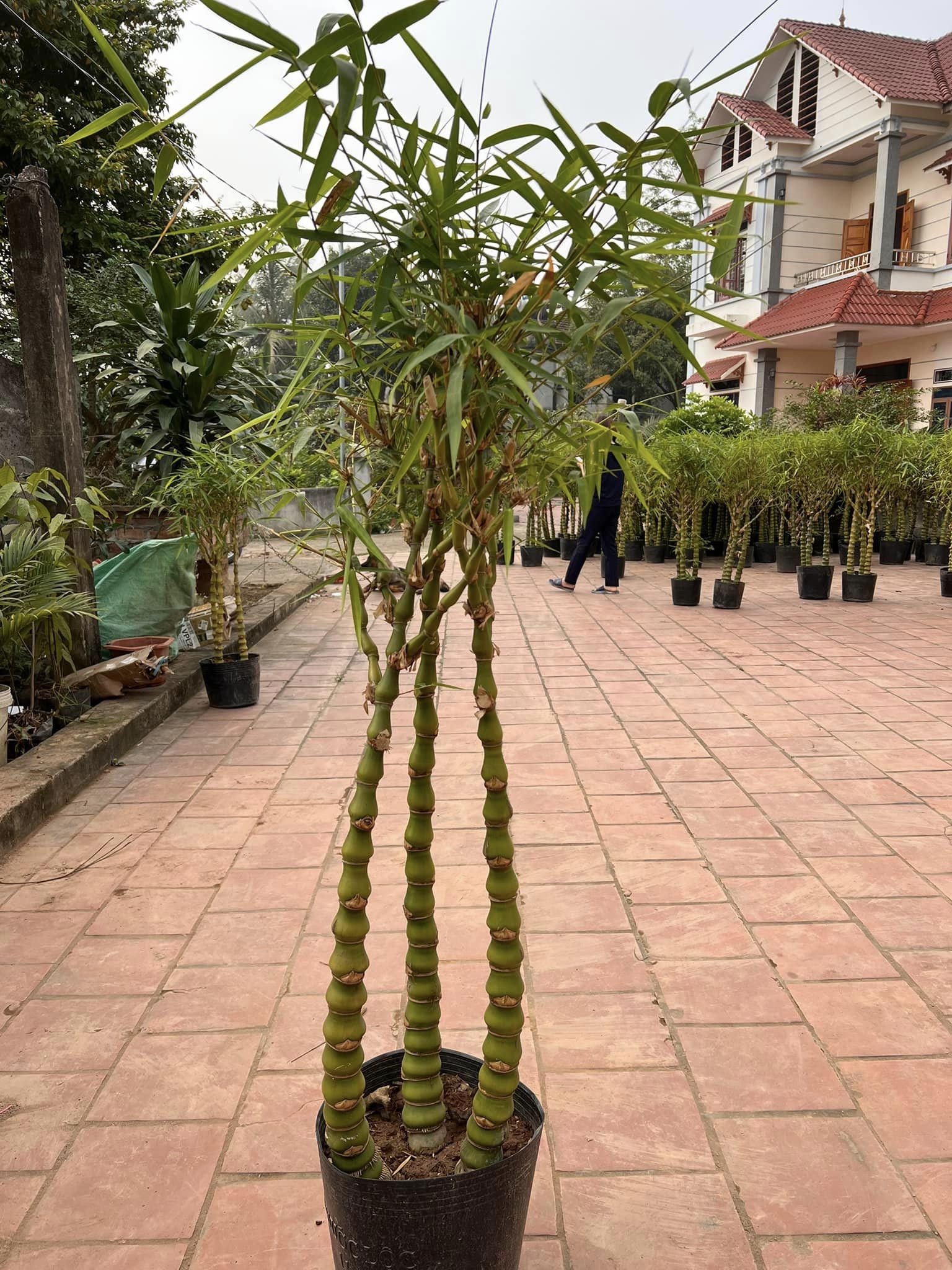 Ánh sáng cho cây Trúc Quan Âm
