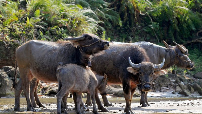 Bảng màu sắc hợp với tuổi Đinh Sửu 1997 mệnh Thủy