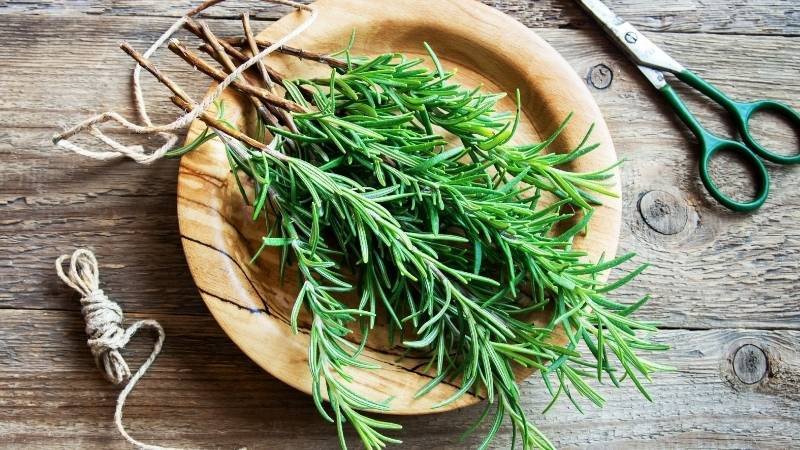 Bí quyết trồng cây hương thảo phù hợp mệnh Hỏa