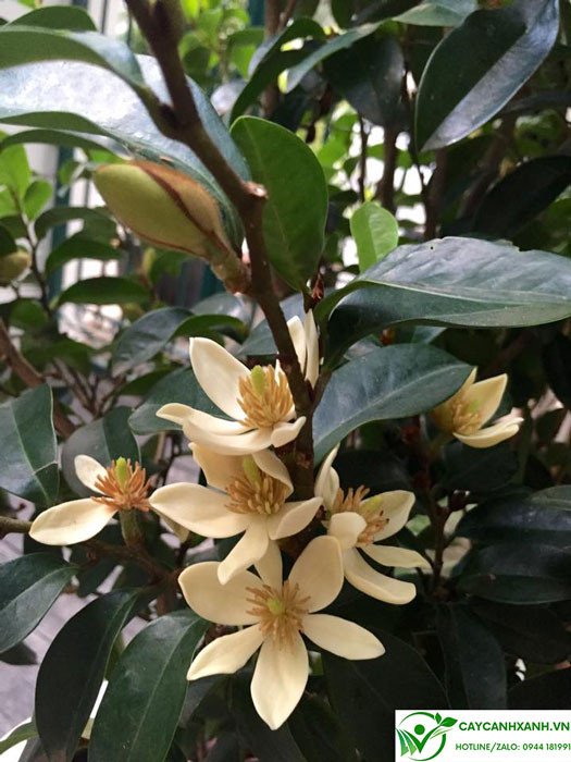 Bông hoa lan tiêu nở rực rỡ