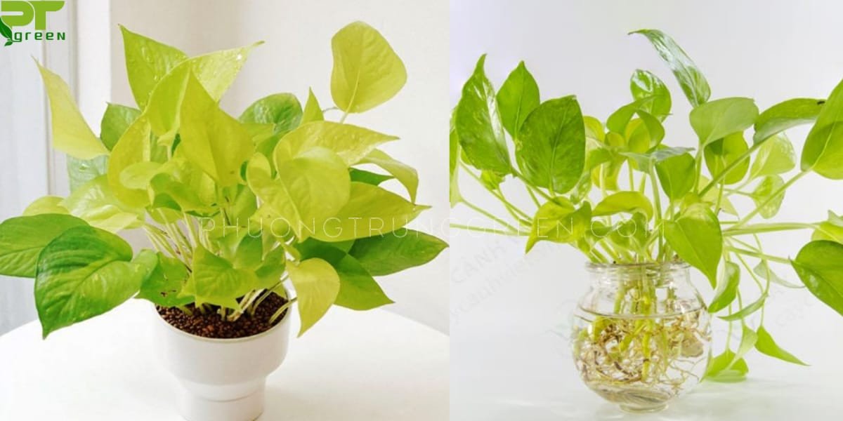 Các bước trồng cây trầu bà vàng đơn giản trong chậu đất