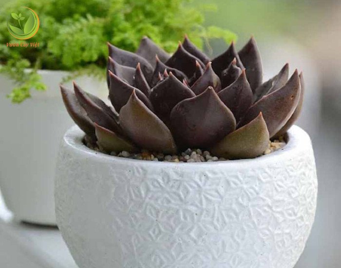 Các bước trồng sen đá nâu như thế nào