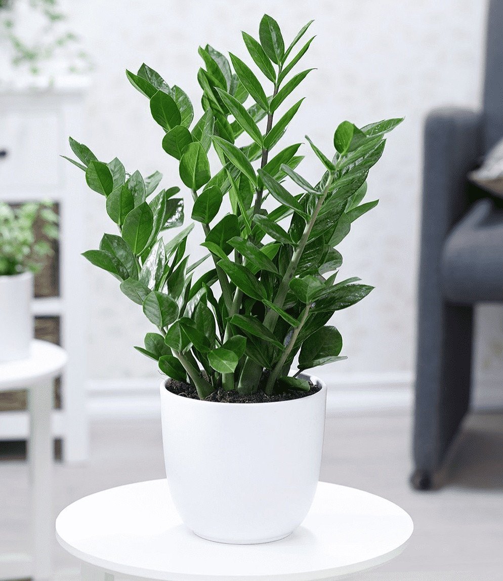 Các loại cây cảnh phong thủy như Lưỡi Hổ, Kim Tiền, Lan Chi, mang lại may mắn cho người sinh năm Quý Hợi 1983.