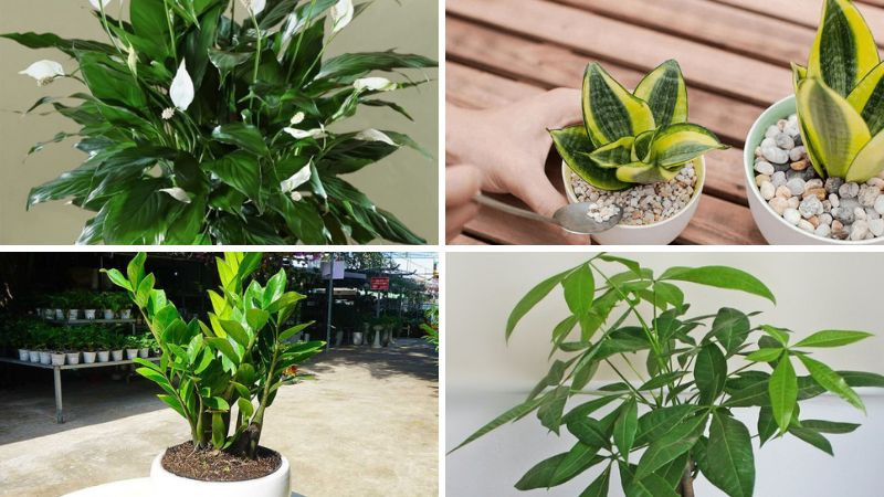 Các loại cây phong thủy mang lại may mắn cho nữ mạng Giáp Tuất 1994