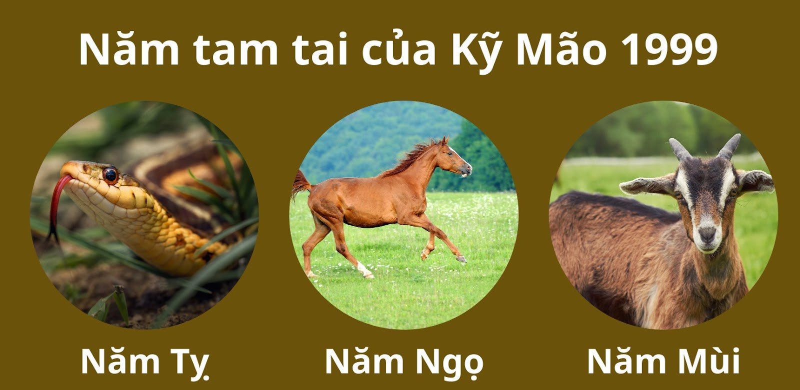 Các năm tam tai của tuổi Kỷ Mão 1999 theo lịch âm