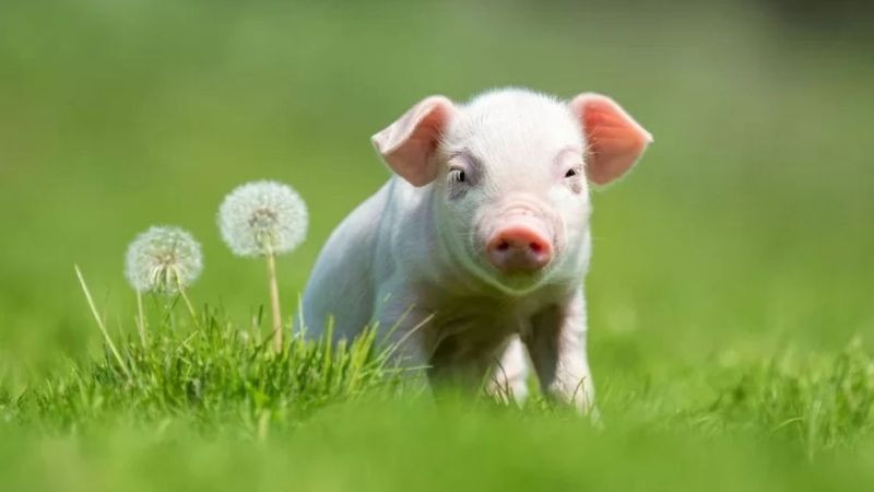 Các tuổi cha mẹ nên tránh khi muốn sinh con năm 2031