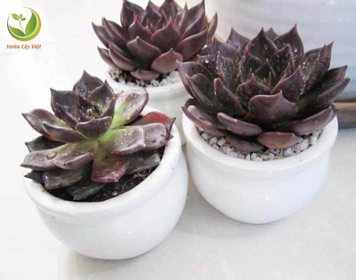 Các yếu tố cần lưu ý khi chăm sóc cây sen đá nâu