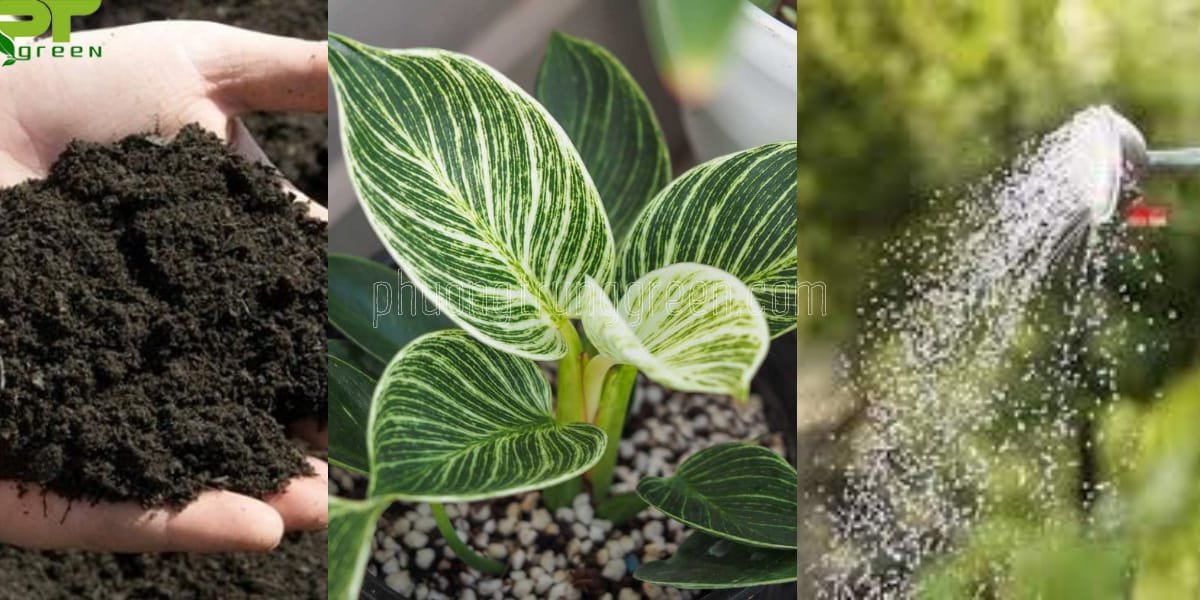 Cách chăm sóc Trầu Bà Kim Cương