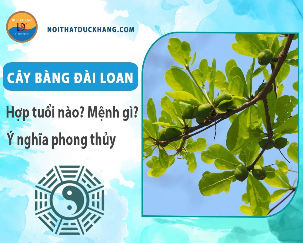 Cách trồng cây Bàng Đài Loan