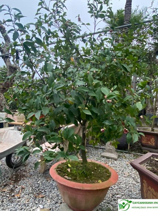 Cách trồng cây lan tiêu để cây khỏe mạnh
