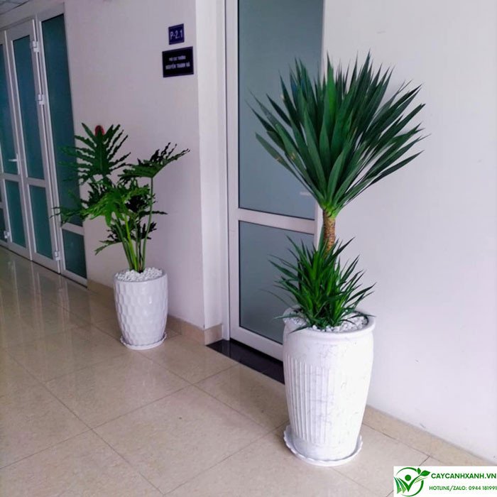 Cách trồng cây phát tài núi