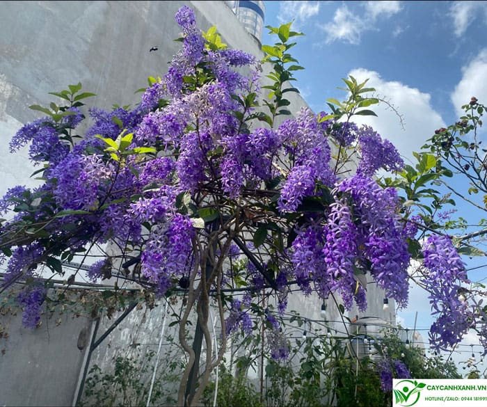 Cách trồng mai xanh thái đơn giản
