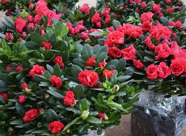 Cách trồng và chăm sóc cây Hoa Đỗ Quyên để cây nở hoa rực rỡ