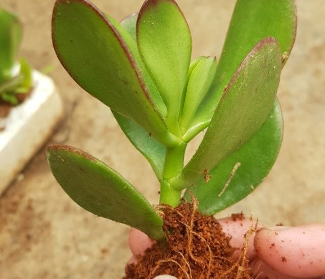 Cành cây ngọc bích giâm cành ra rễ, minh họa cách trồng hiệu quả