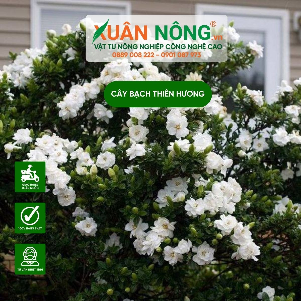 Cây bạch thiên hương với lá xanh đậm và hoa trắng tinh khôi