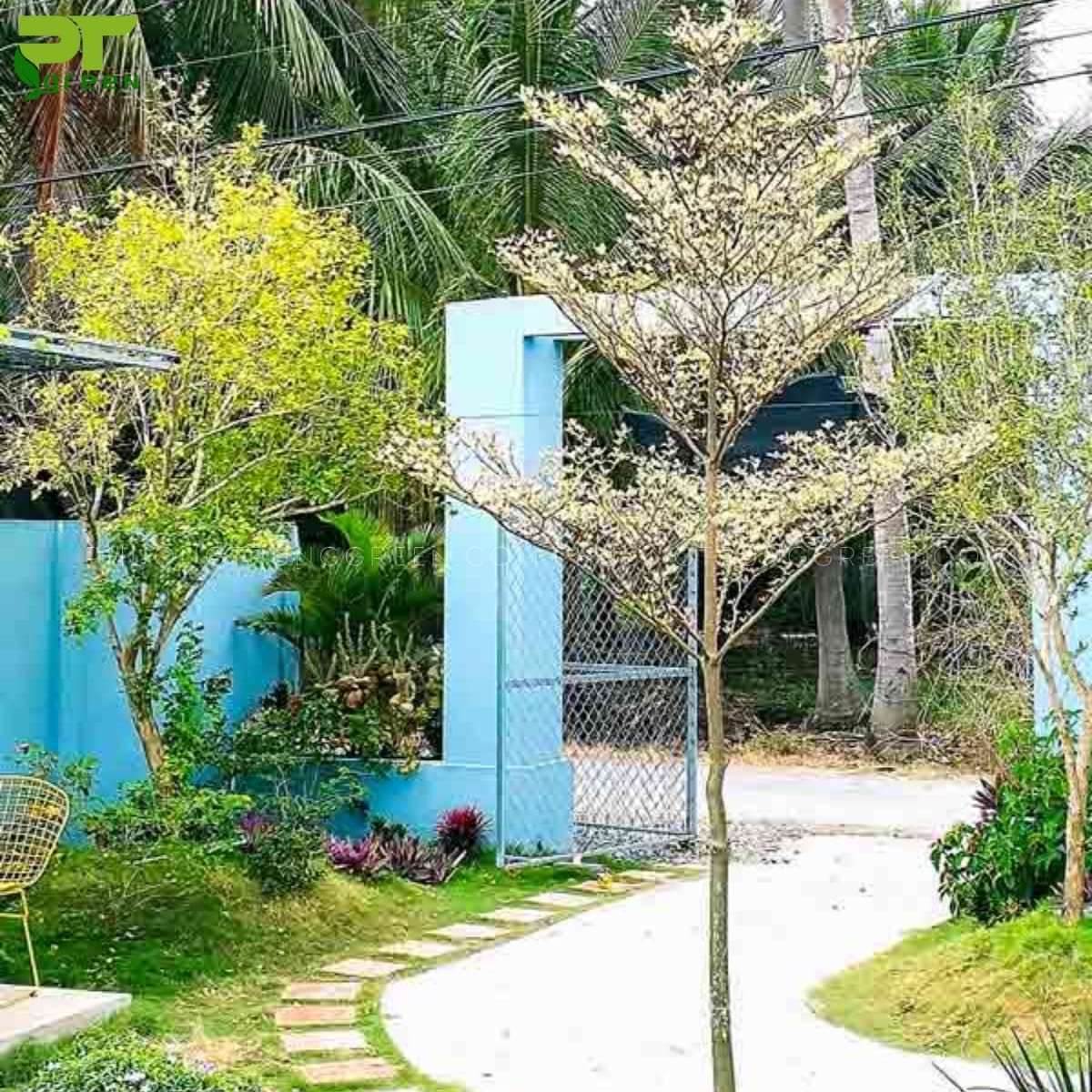 Cây bàng cẩm thạch tô điểm cho không gian trước hiên nhà, mang lại vẻ đẹp thanh tao
