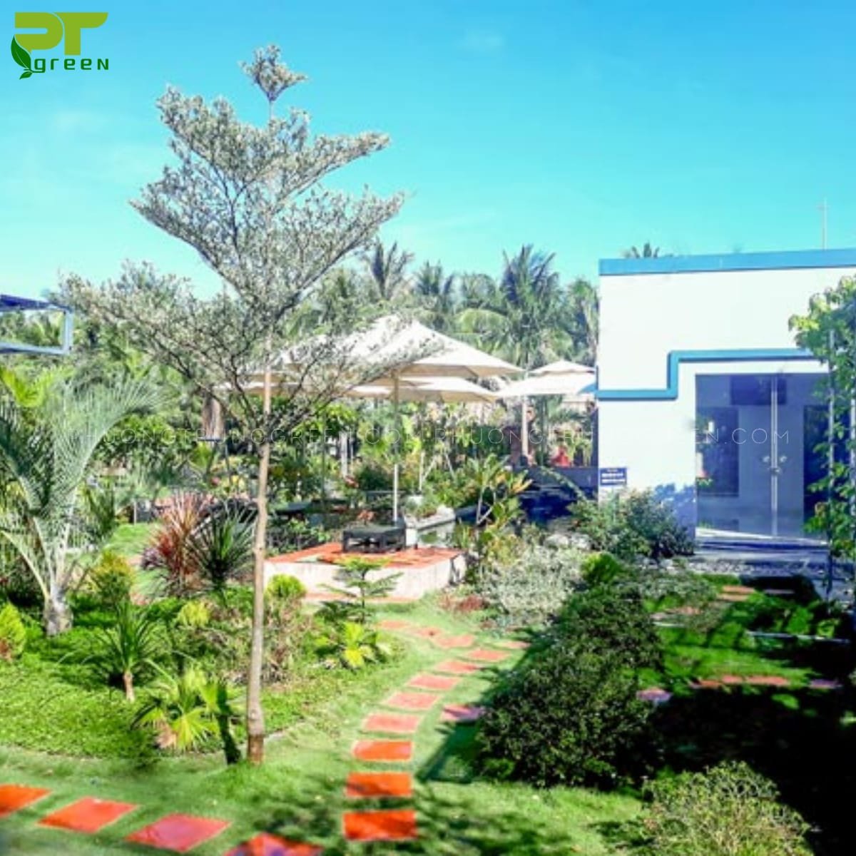 Cây bàng cẩm thạch trồng trang trí trong không gian sân vườn rộng lớn