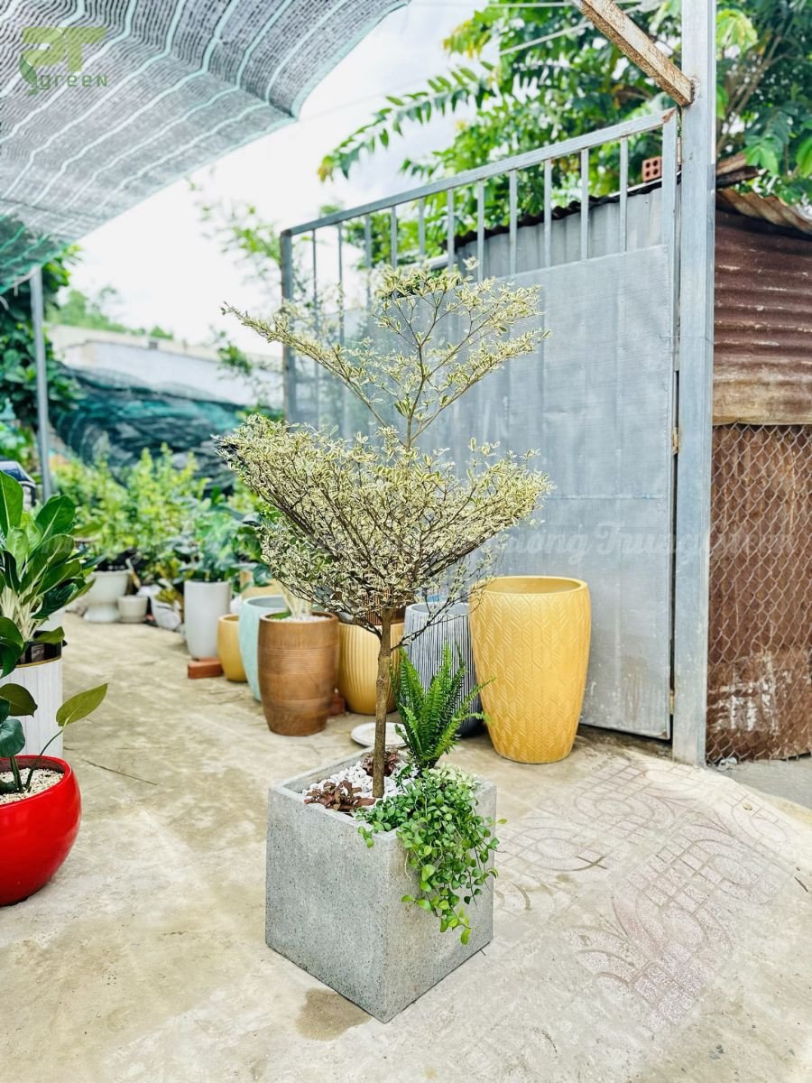 Cây bàng cẩm thạch tượng trưng cho tài lộc và sự thịnh vượng trong phong thủy