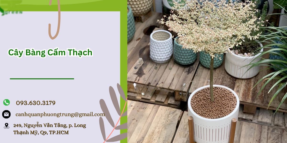 Cây bàng cẩm thạch với tán lá xanh trắng độc đáo