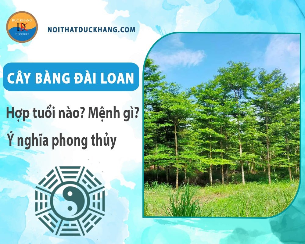 Cây Bàng Đài Loan trong cảnh quan đô thị