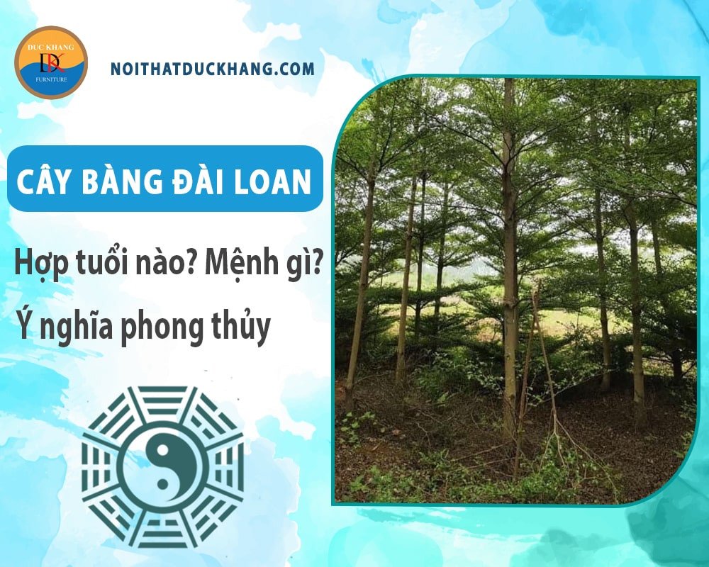 Cây Bàng Đài Loan trong chậu