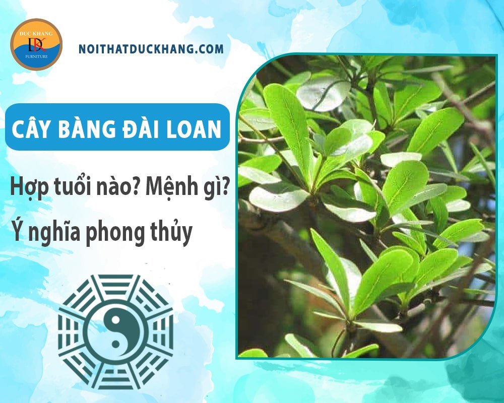Cây Bàng Đài Loan tươi tốt
