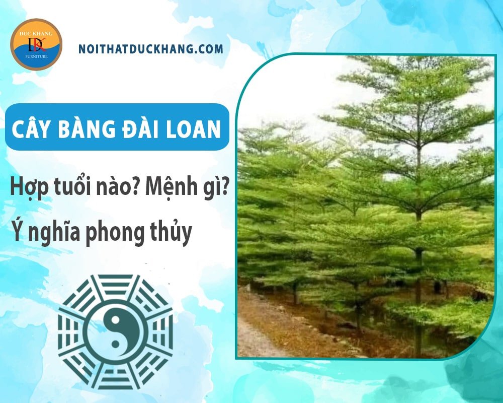 Cây Bàng Đài Loan với tán lá xanh mát