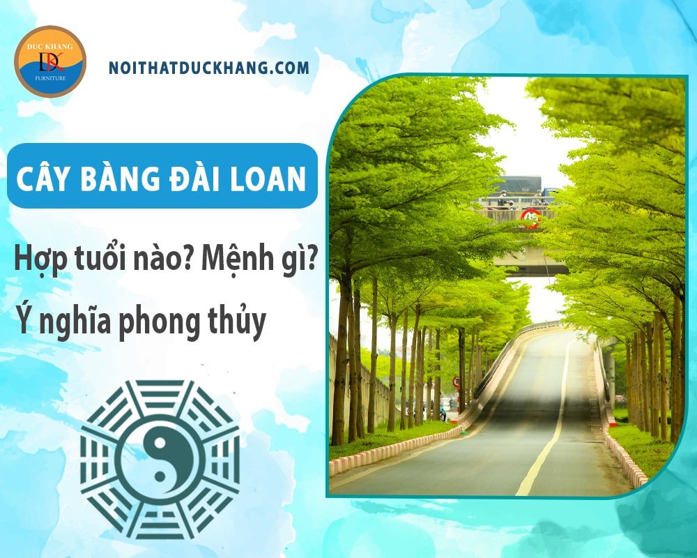 Cây Bàng Đài Loan vươn mình mạnh mẽ