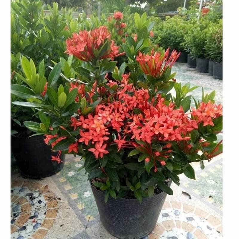 Cây bông trang với năng lượng tích cực, giúp cân bằng âm dương trong không gian sống