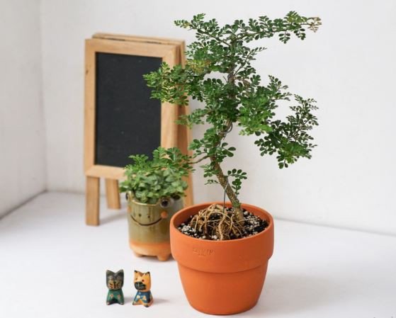 Cây cần thăng mang ý nghĩa phong thủy tốt lành