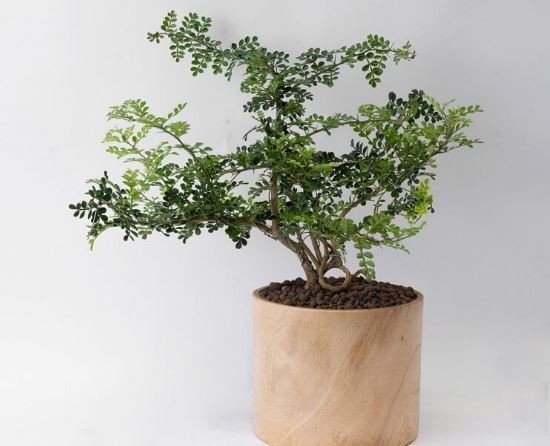 Cây cần thăng trang trí làm đẹp không gian sống
