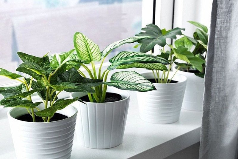 Cây cảnh mang lại tài lộc và may mắn cho người sinh năm 1955 mệnh Sa Trung Kim.
