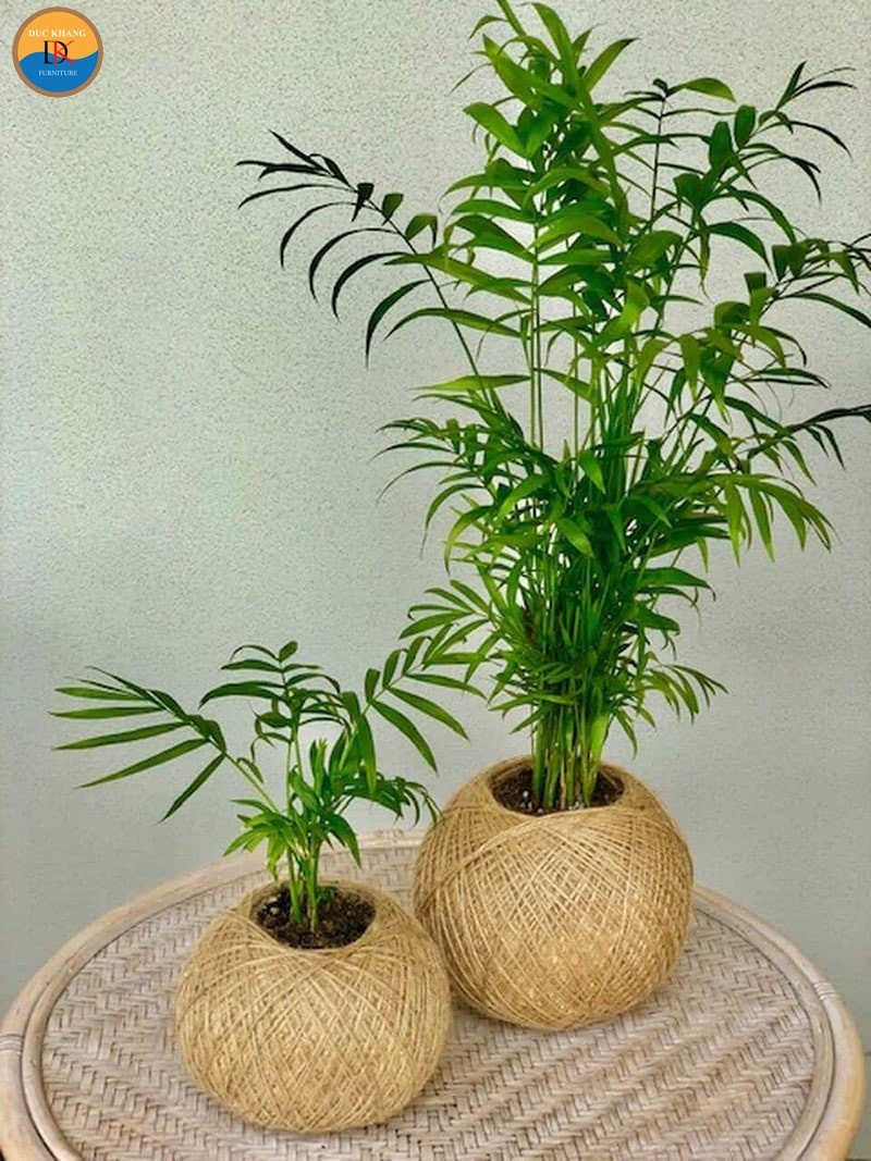 Cây cau tiểu trâm hợp với các tuổi Thìn, Tý, Tỵ, Sửu để tăng cường may mắn