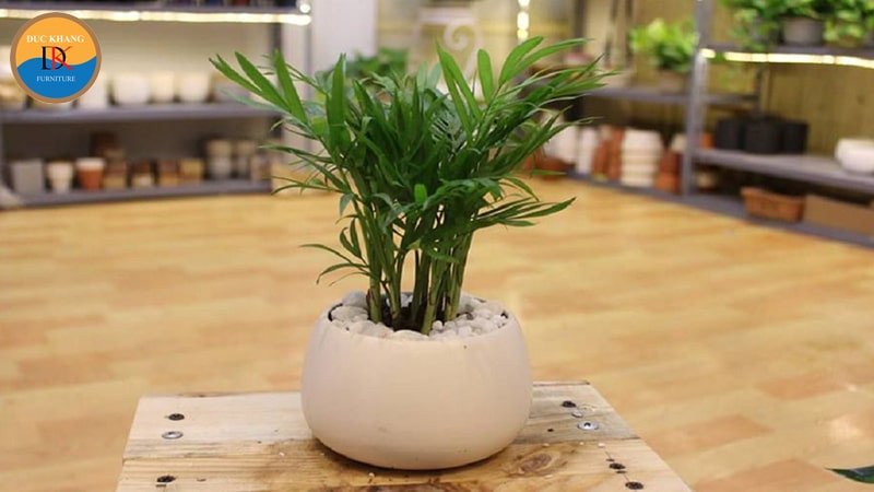 Cây cau tiểu trâm mang lại phong thủy tốt cho mệnh Thủy và Mộc
