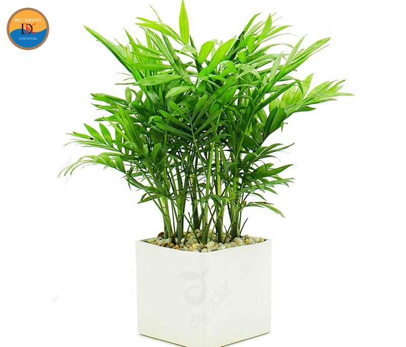 Cây cau tiểu trâm thanh lọc không khí hiệu quả trong nhà