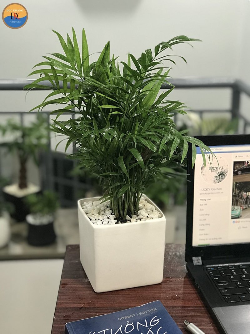 Cây cau tiểu trâm tượng trưng cho may mắn và ý chí vươn lên