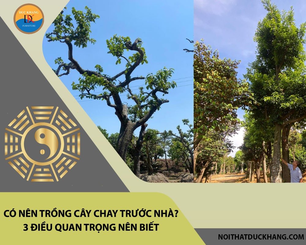 Cây chay hợp mệnh gì: Hình ảnh minh họa sự hòa hợp giữa cây và ngũ hành.