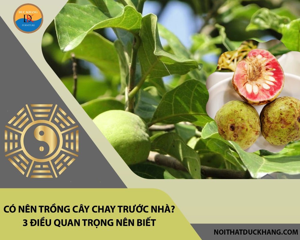 Cây chay xanh tốt, biểu tượng của sự may mắn và tài lộc.