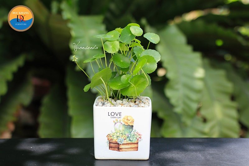Cây cỏ đồng tiền kết hợp với tiểu cảnh nước