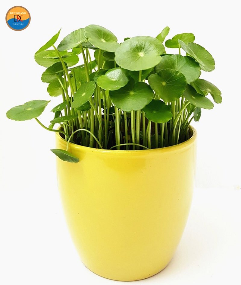 Cây cỏ đồng tiền trong chậu đặt ở góc nhà