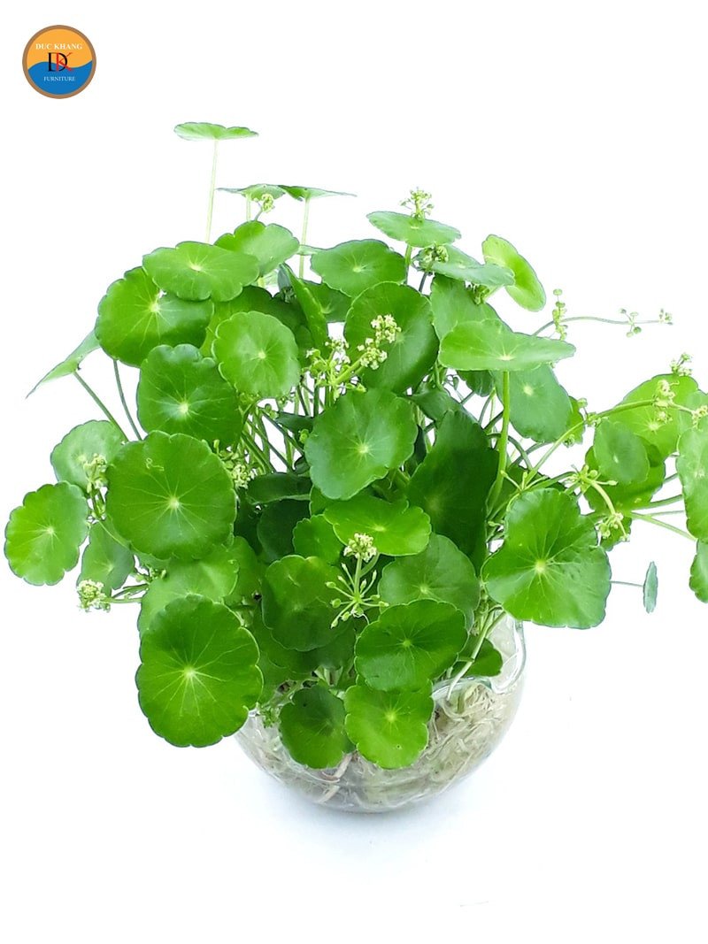 Cây cỏ đồng tiền trong chậu thủy tinh đẹp mắt