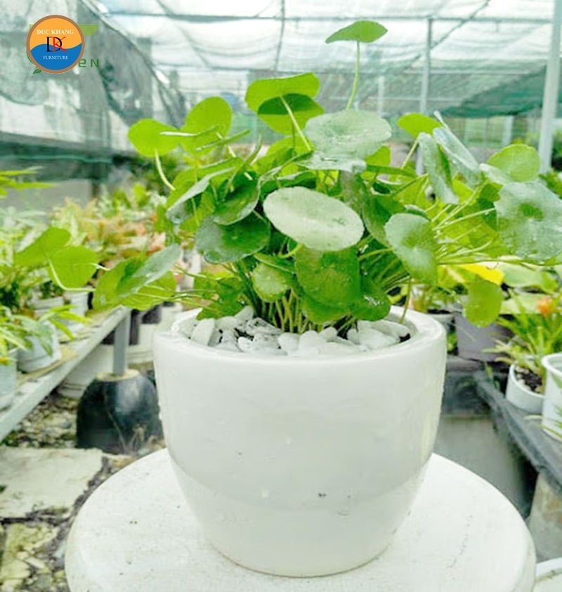 Cây cỏ đồng tiền và những chậu cây nhỏ khác