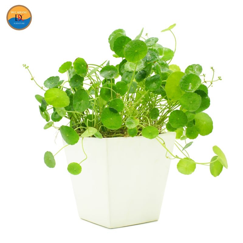 Cây cỏ đồng tiền xanh mướt trong chậu
