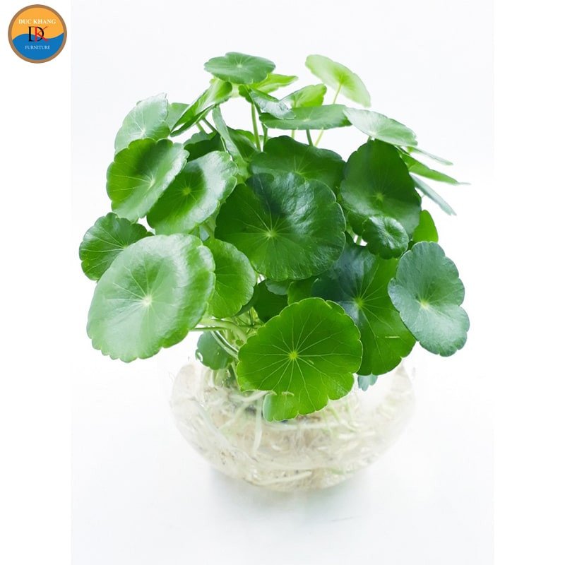 Cây cỏ đồng tiền xanh tốt bên cửa sổ
