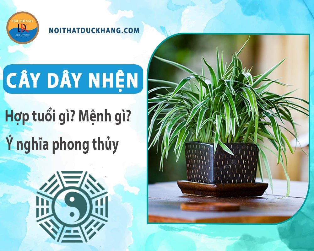 Cây dây nhện bị vàng lá do nhiều nguyên nhân