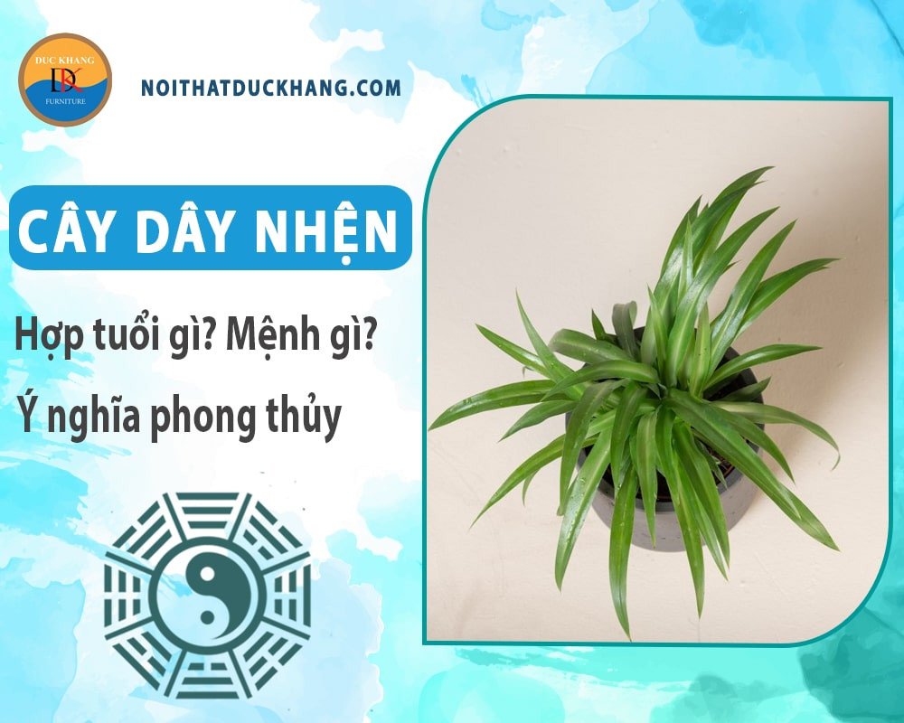 Cây dây nhện đặt trên bàn làm việc trong không gian xanh mát