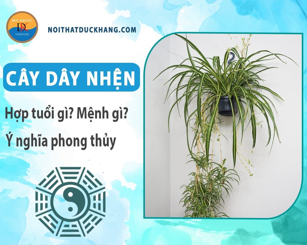 Cây dây nhện được trồng thủy sinh trong bình nước