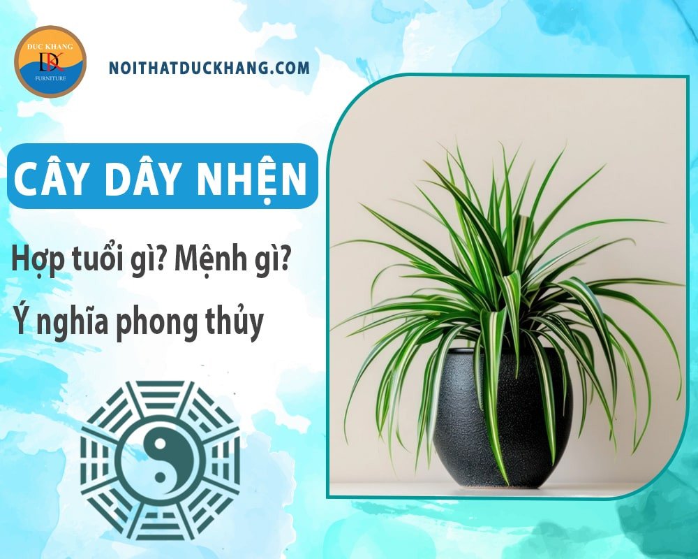 Cây dây nhện lá dài với dải màu trắng chạy dọc thân lá