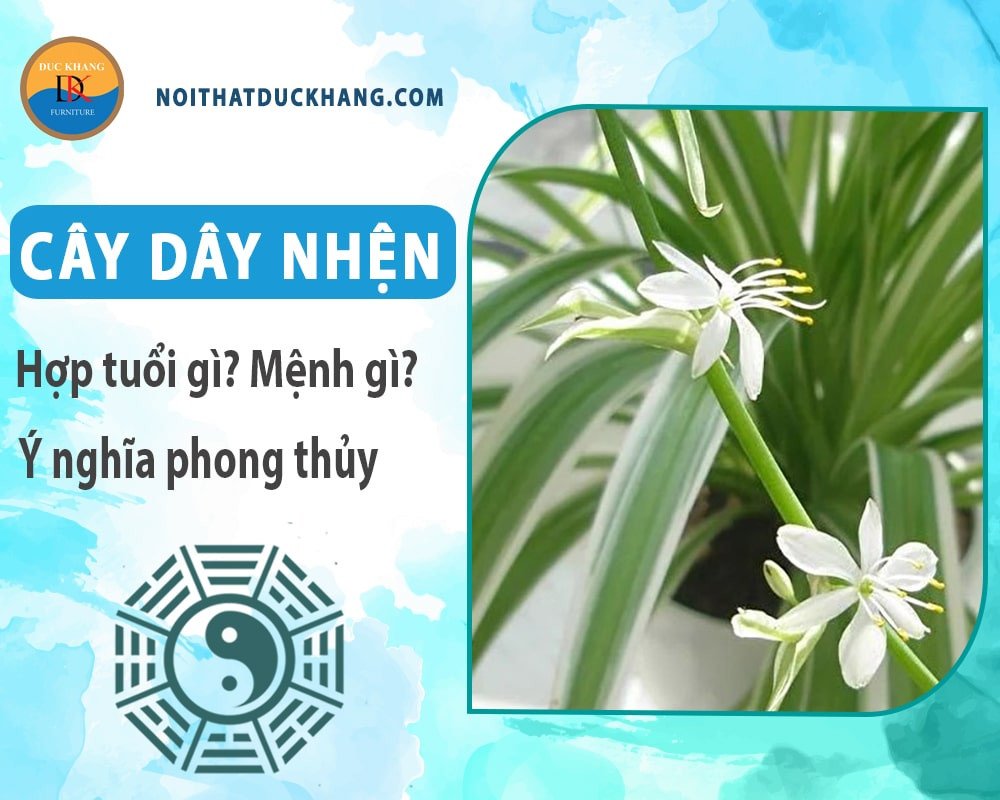Cây dây nhện ra hoa màu trắng nhỏ duyên dáng