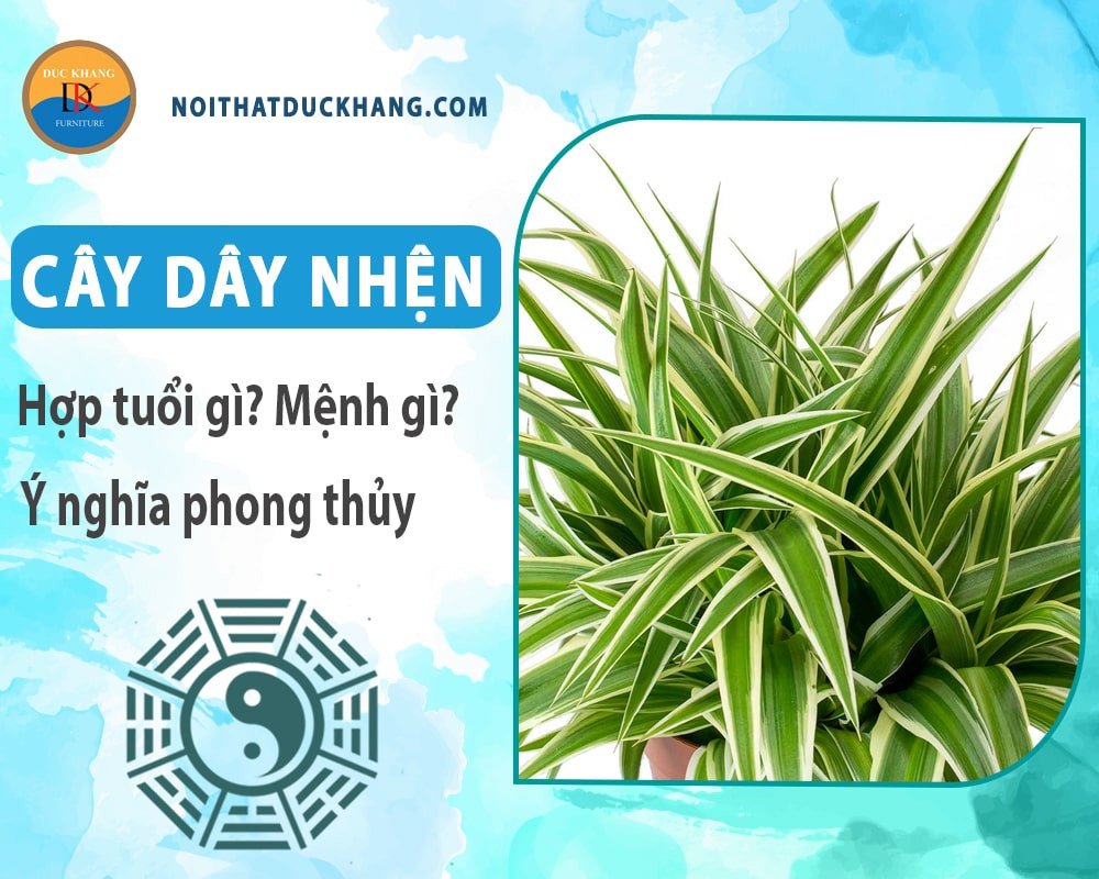 Cây dây nhện tươi tốt trong nhà mang lại không khí trong lành